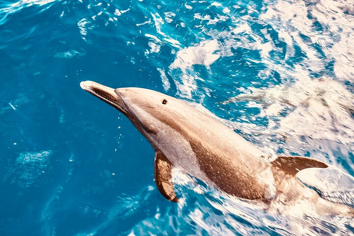 Dolphin Watching and Snorkeling on the West Coast of Oahu  - Photo 1 of 8